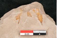 Foto (Detailansicht) von Taxodium distichum miocenicum Heer (NHMW-GEO-2024-0188-6413)